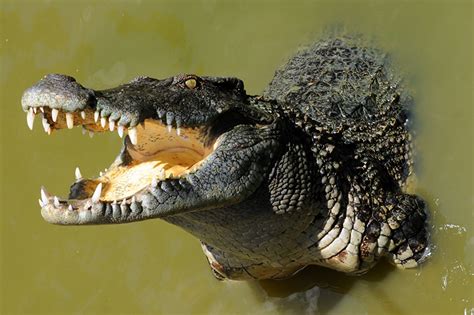 Wallpaper Crocodiles Teeth animal