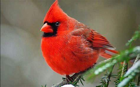 Cardinal Bird Wallpaper ·① WallpaperTag