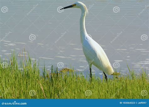 Solitary Snowy Egret in Wetland Habitat Stock Image - Image of migratory, still: 103564323