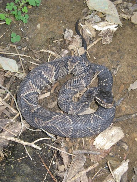 The Venomous Snakes of Indiana – Nature Blog Network