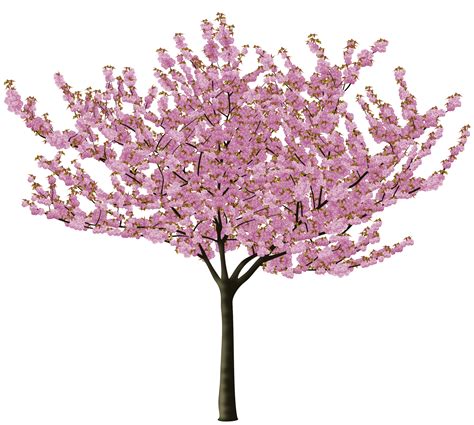 Cherry Blossom Tree Drawing Step By Step | Free download on ClipArtMag