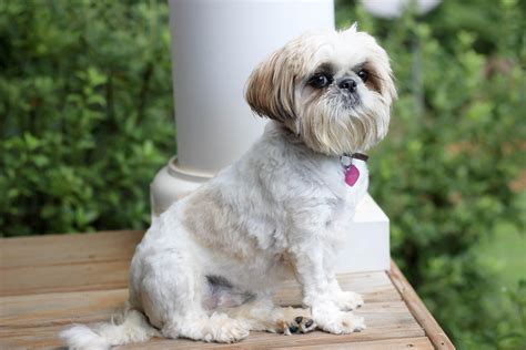 Shih Tzu Dog Breed Facts & Information | Rover.com