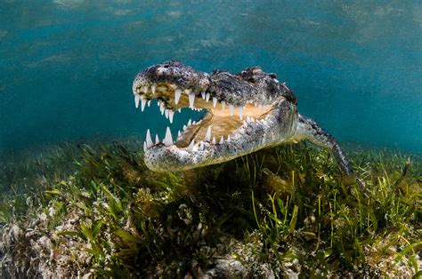 Greg Lecoeur Underwater and Wildlife Photography | American crocodile, Crocodylus acutus