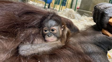 Columbus Zoo announces birth of first baby orangutan in 60 years - Axios Columbus