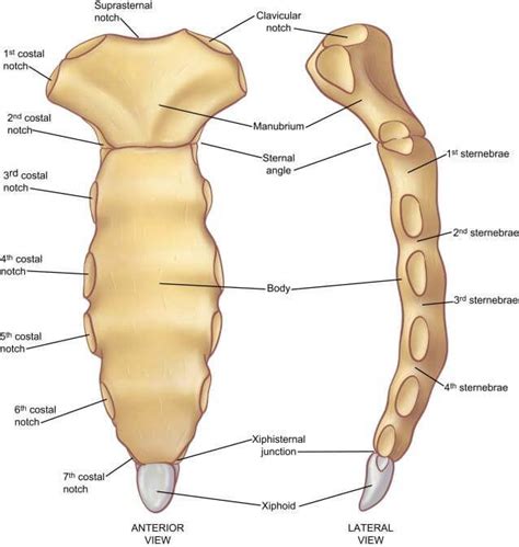 Sternum - KachisideMj