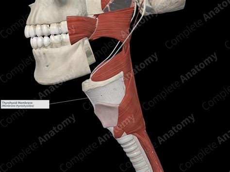 Thyrohyoid Membrane | Complete Anatomy