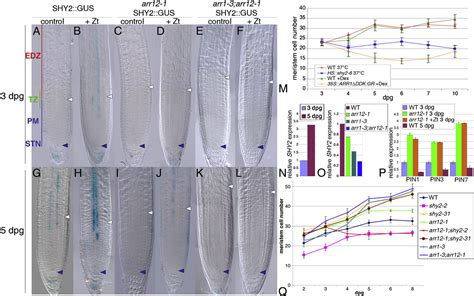 meristem development | Semantic Scholar