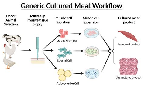 Comparative analysis of cattle breeds as satellite cell donors for ...