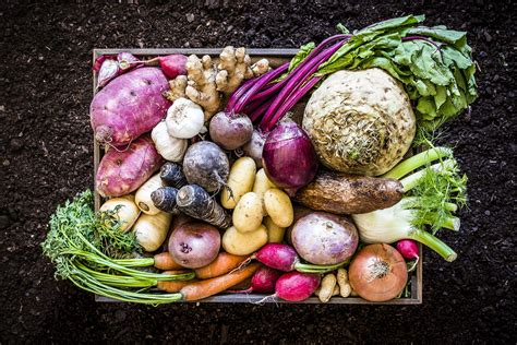 Root Vegetables Growing