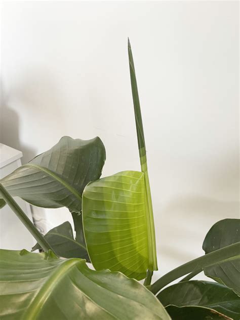 Bird of Paradise Leaf is Stuck – House Plant Journal