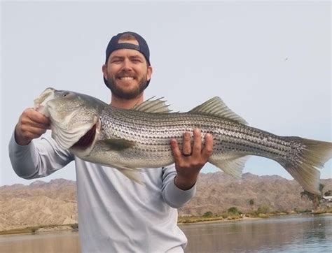 Colorado River - Laughlin Fish Report - Laughlin, NV