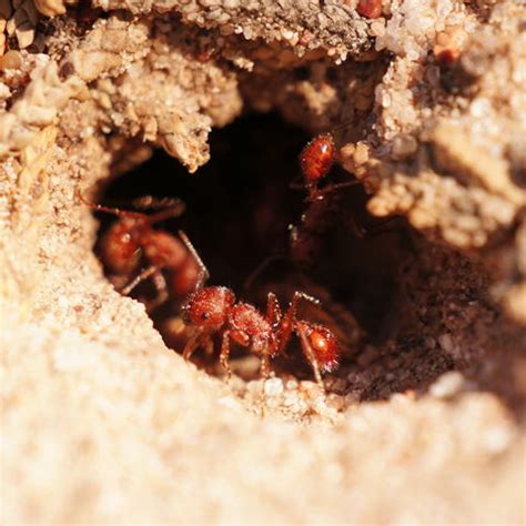 Harvester Ant Control: Facts, Types, & How to Get Rid of Harvester Ants ...