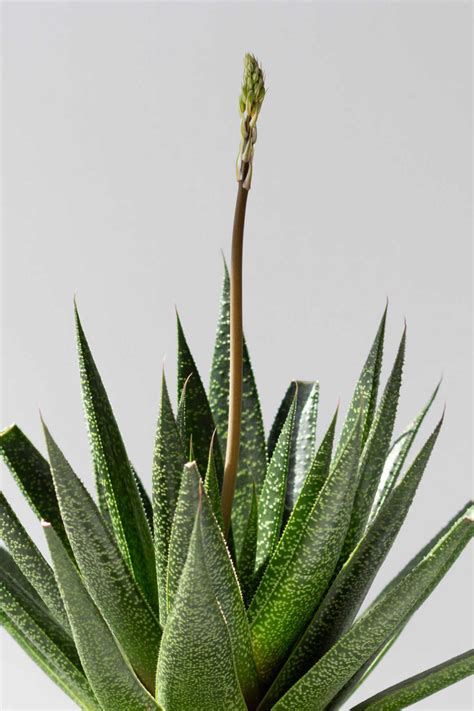 How To Get Aloe Vera To Bloom - Sunny Home Gardens