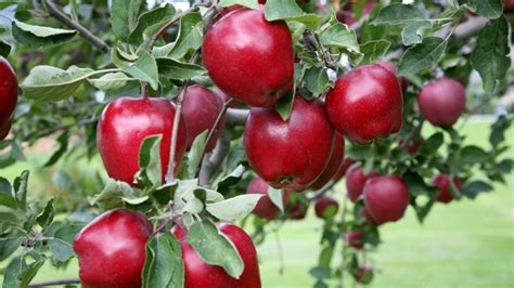 Red Delicious Apple: The Fruit of Knowledge • Arbor Day Blog