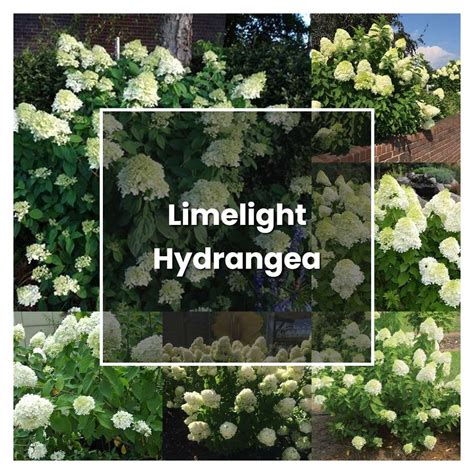 How to Grow Limelight Hydrangea - Plant Care & Tips | NorwichGardener