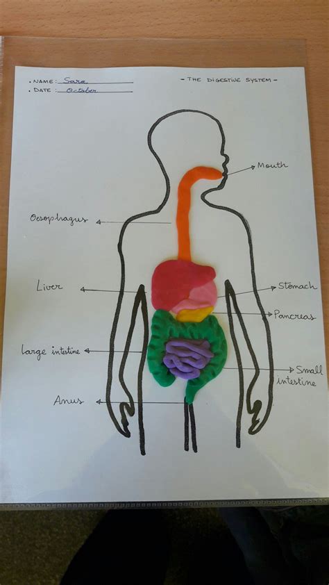 Digestive system with play dough | Научные проекты, Школьные художественные проекты, Биология