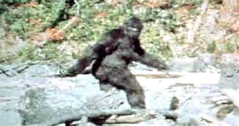 Woman Sues California For Not Admitting Bigfoot Exists – Yes, Bigfoot