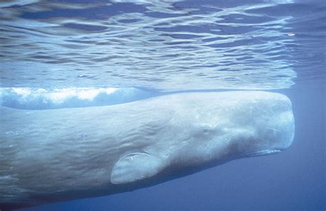 Albino Sperm Whales