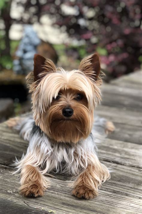 Shaggy chic! 🐶😉 ️ #yorkshireterrier | Yorkie yorkshire terrier, Yorkie terrier, Yorkie dogs