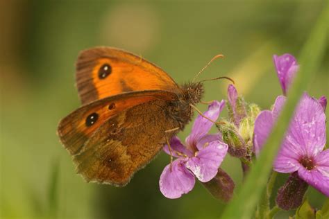 Gatekeeper Butterfly (Pyronia Tithonus) - Habitat & Other Facts