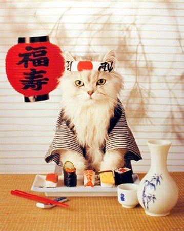 Sushi Cat - Sushi Cat Photo (24279360) - Fanpop