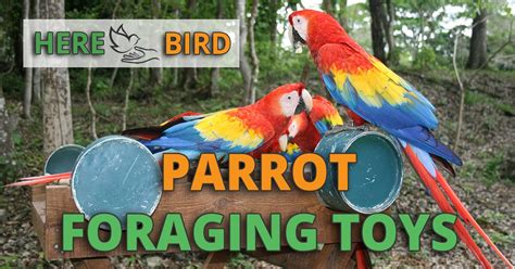 Parrot Foraging Toys For The Health & Happiness Of Your Birds