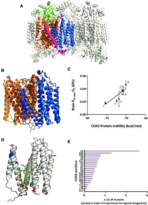 (A) Structure of whole COX enzyme (bovine heart 3ABM PDB structure)... | Download Scientific Diagram