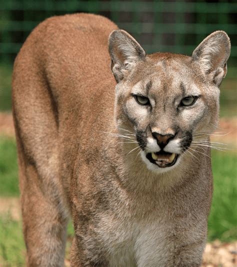 Puma Cat - Facts, Diet & Habitat Information