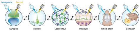 1 Combination of optogenetics with optical approaches can be used at ...