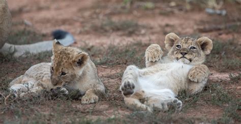 Five Lion Cubs' wіɩd Adventure: Walking with Mom and Meeting Daddy ...