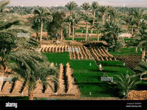 agriculture in egypt Stock Photo - Alamy