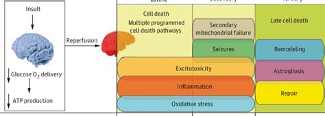 Schematic Overview of the Pathophysiological Features of... | Download Scientific Diagram