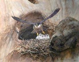 Habitat - Peregrine Falcon