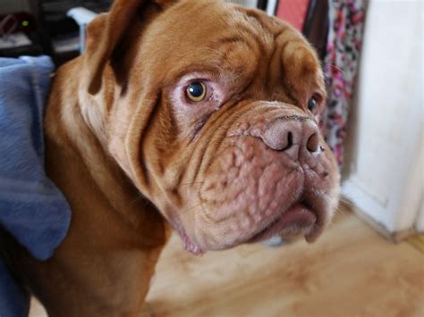 Dogue De Bordeaux Information - Dog Breeds at thepetowners