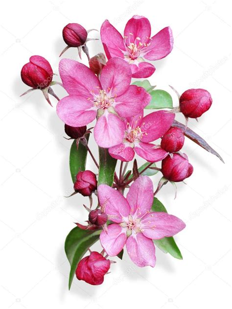 Pink apple blossom isolated Stock Photo by ©nemolovskaja 5197954