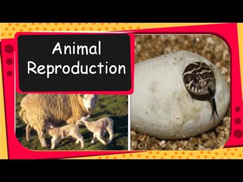 Top 160 + Egg laying animals pictures with names - Inoticia.net