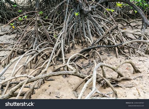 Close Mangrove Tree Roots System During Stock Photo 2192329767 | Shutterstock