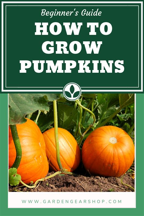 How to Grow Pumpkins at Home (Quick Tips | Growing pumpkins, Planting ...