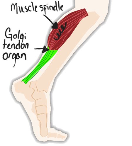 Golgi Tendon Organ And Muscle Spindle