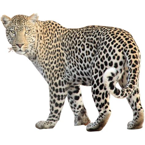 Cheetah clipart transparent background, Picture #175484 cheetah clipart ...