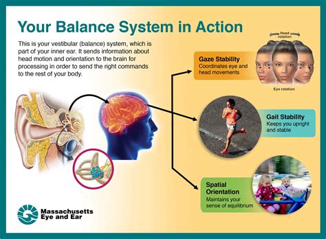 Vestibular System And Balance