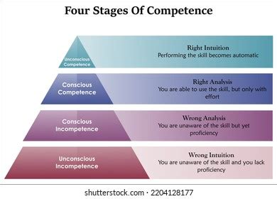 Four Stages Of Competence Photos, Images & Pictures | Shutterstock