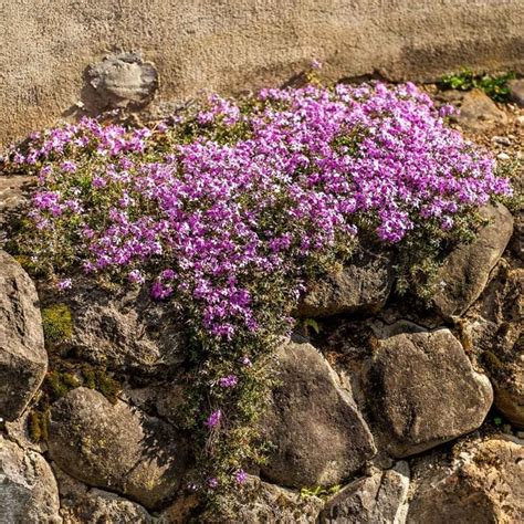 10 Best Plants for Rock Gardens | The Family Handyman