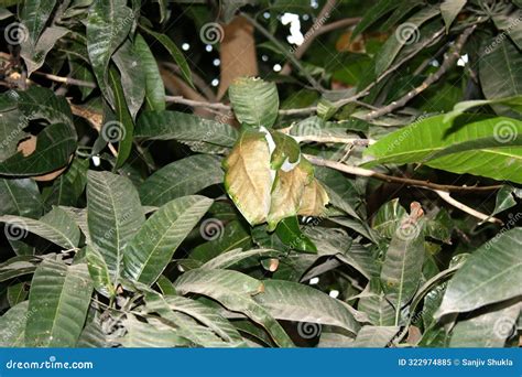 Asian Weaver Ant (Oecophylla Smaragdina) Nest on a Tree : (pix Sanjiv ...