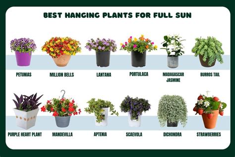 18+ Full Sun Hanging Plant - CharmayneAelah