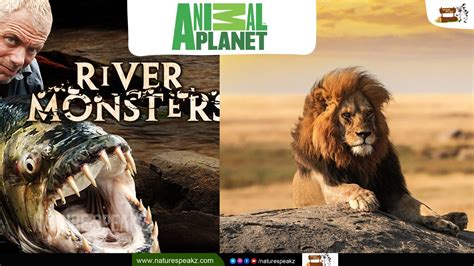 7 most popular shows of Animal Planet – Nature Speakz