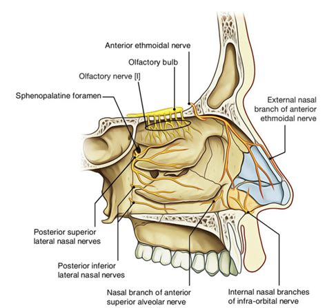 Easy Notes On 【Nasal Cavity】Learn in Just 4 Minutes!