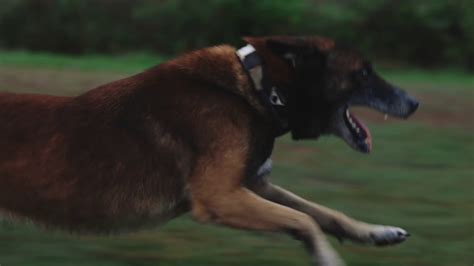 Closeup Slow Motion Dog Running Tracking Stock Footage SBV-347535505 - Storyblocks