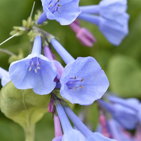 Mertensia virginica (Virginia bluebells) - Lurie Garden