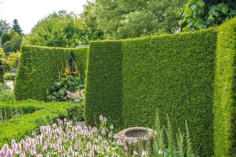 What is the Best Evergreen Hedge for Privacy? - Paramount Plants